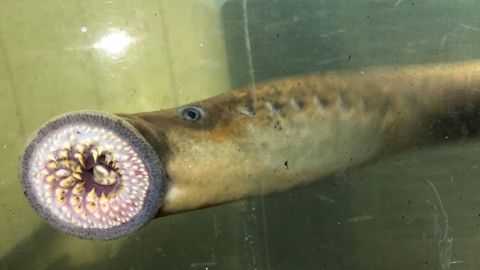 A 'vampire fish' is spawning in Vermont's waters. Experts say most of them  are nothing to worry about | CNN