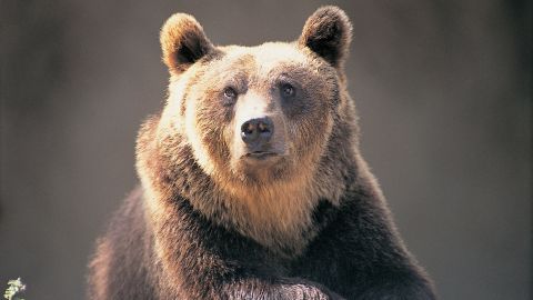 A brown bear is seen at the Abruzzo National Park in Italy in this file photo.