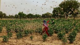 MAHENDRAGARH, INDIA - JUNE 26: A swarm of locusts flying over a field at Dongra Ahir village,  in Mahendragarh district, Haryana, India, June 26, 2020. (Photo by Manoj Dhaka/Hindustan Times via Getty Images)