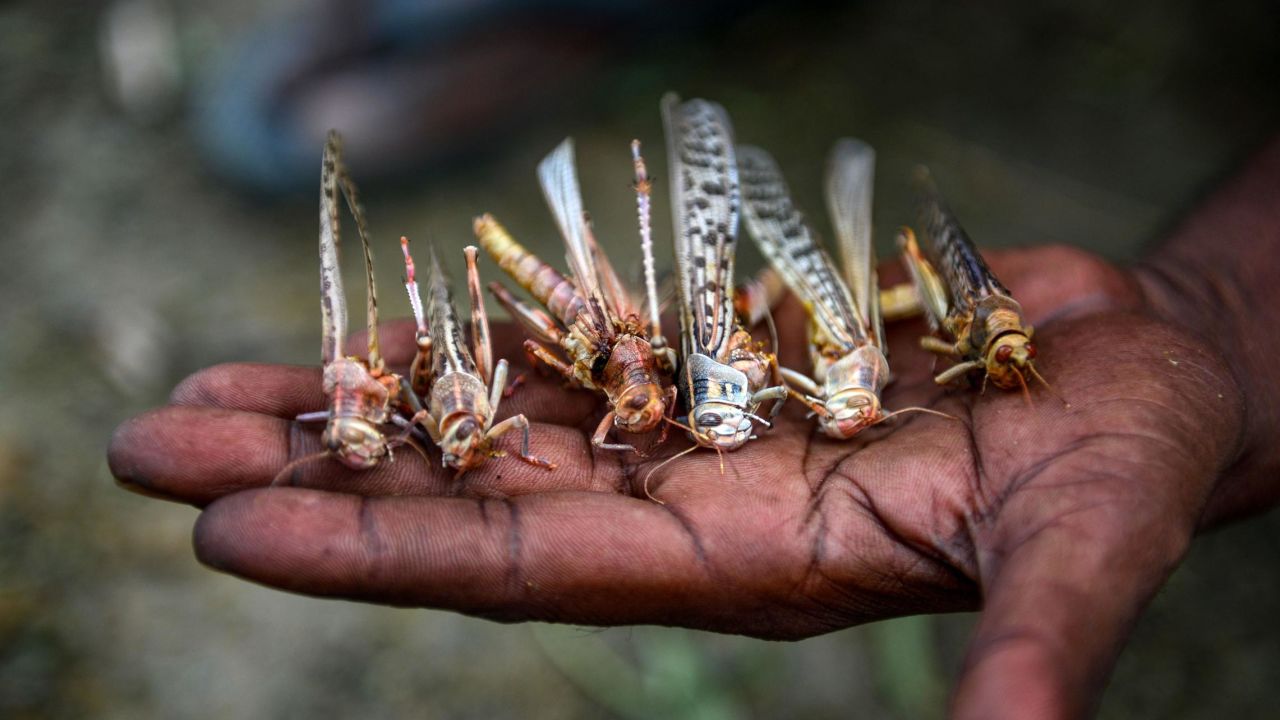 Locusts Badra Sonauti village on the outskirts of Allahabad 