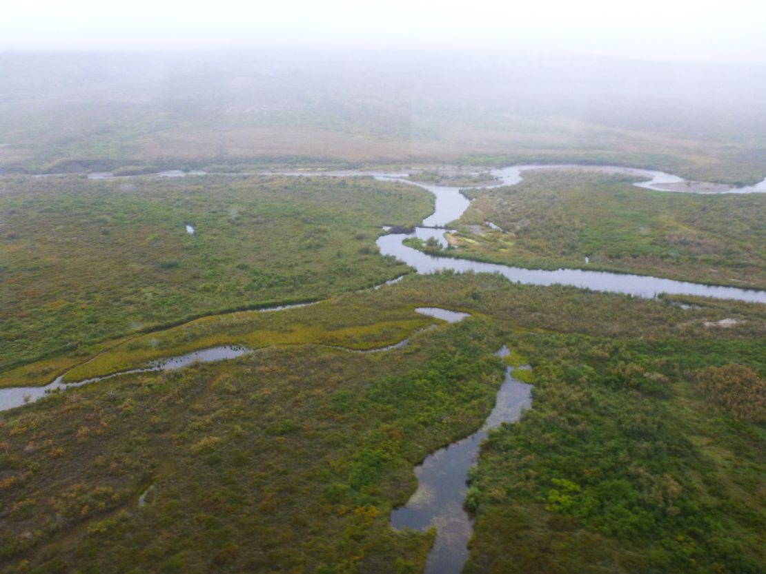 Beavers erected a dam and lodge  in a small stream north of Nome, southern Seward Peninsula in western Alaska. 

