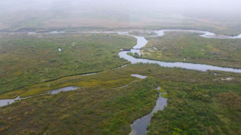 Beavers erected a dam and lodge  in a small stream north of Nome, southern Seward Peninsula in western Alaska. 