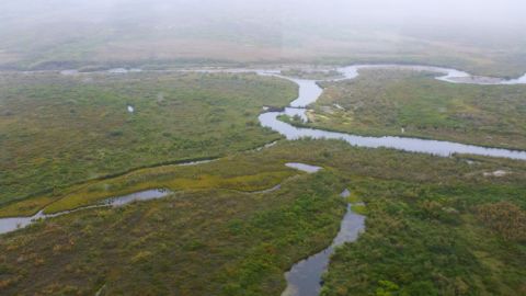 Beavers erected a dam and lodge in a small stream north of Nome, southern Seward Peninsula in western Alaska.
