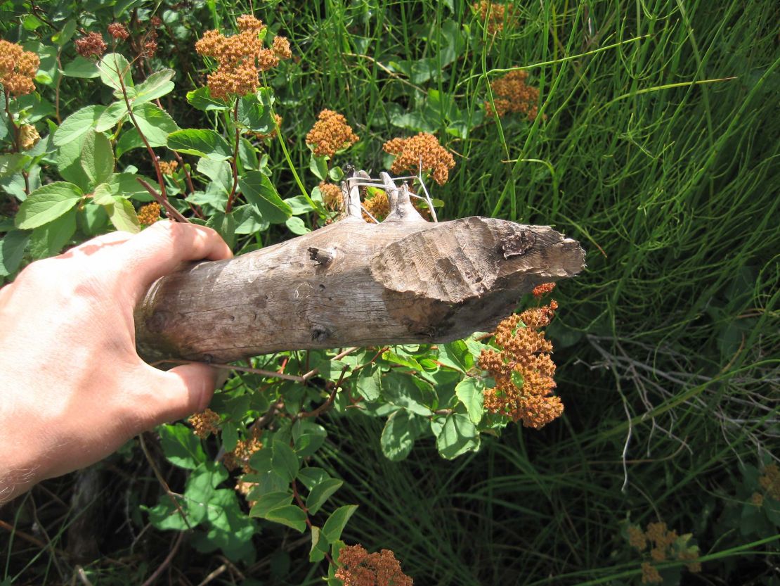 Beavers gnawed this wood from a lake shore, Kobuk River National Park, Alaska.

