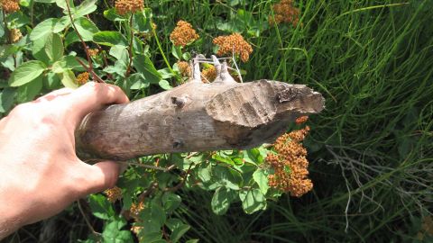Beavers gnawed this wood from a lake shore, Kobuk River National Park, Alaska.
