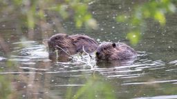 2.	Beavers eating shrubs in a pond near the Tonsina River, Alaska

