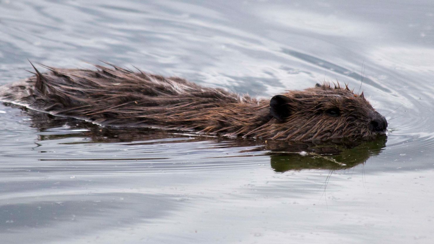 A beaver swims in a pond near the Tonsina River, Alaska. The master builders are enjoying a dam-building boom in parts of the Alaskan tundra where they previously haven't been established.