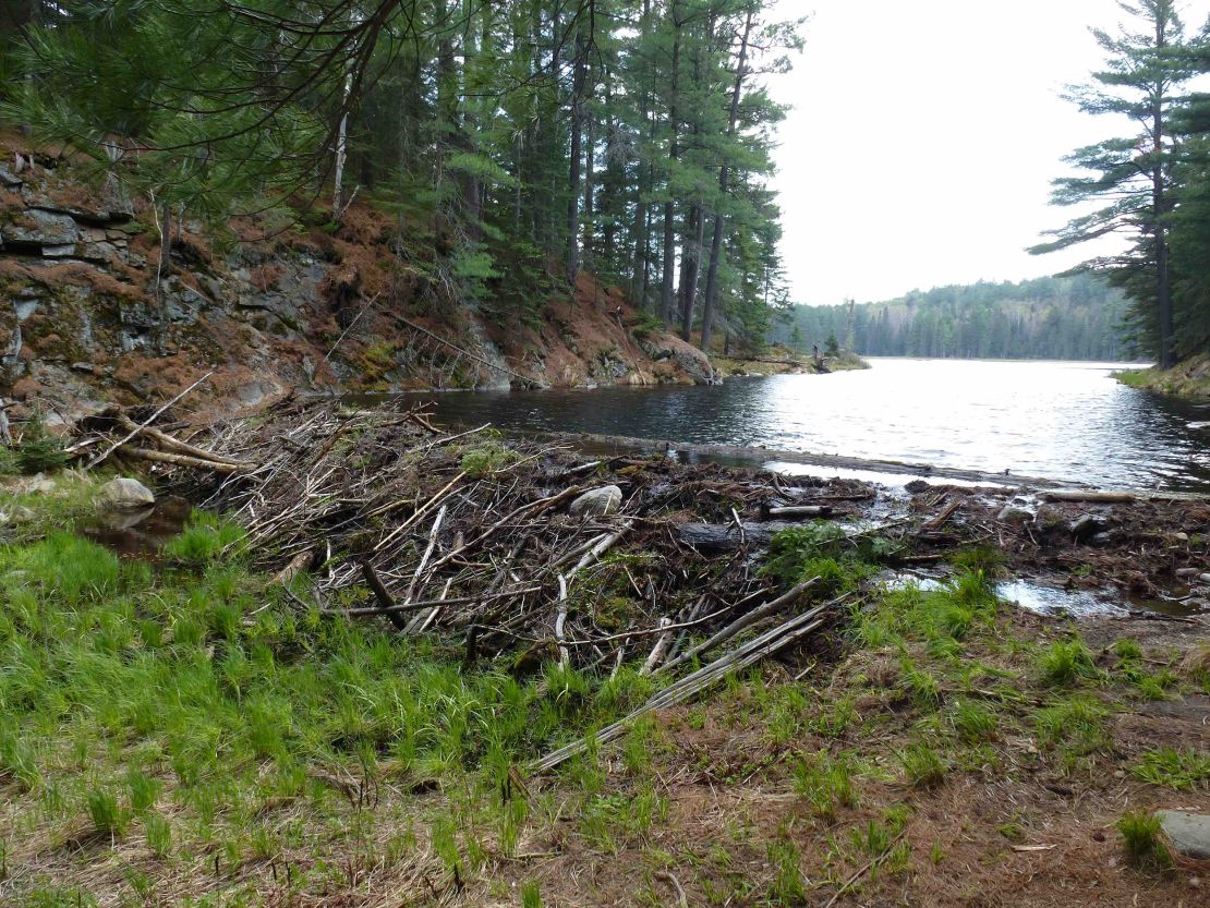 Beaver dams created in lakes contain water that is warmer than the surrounding soil. They form new bodies of water that accelerate permafrost thawing.