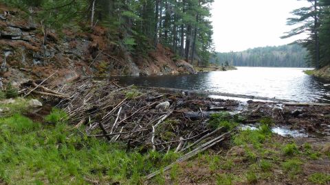 Beaver dams created in lakes contain water that is warmer than the surrounding soil. They form new bodies of water that accelerate permafrost thawing.