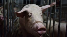 This photo taken on August 10, 2018 shows a pig standing in a pen at a pig farm in Yiyang county, in China's central Henan province. - The powdery yellow mixture of soybean-based feed for pigs -- one-fifth soy -- has become pricier as the trade spat between China and the US escalates, with Beijing slamming US soybean imports with tariffs of 25 percent last month. (Photo by GREG BAKER / AFP) / TO GO WITH China-US-trade-pork, FOCUS by Becky DAVIS        (Photo credit should read GREG BAKER/AFP via Getty Images)