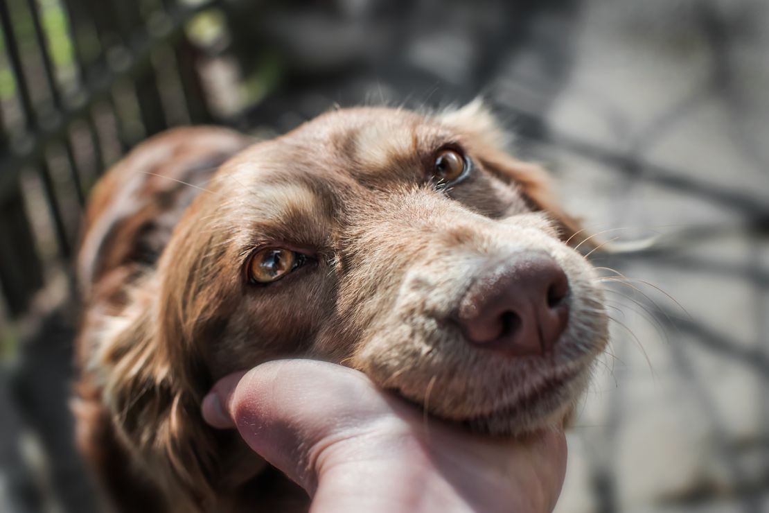 Your body can produce oxytocin after sustained eye contact with other people (and dogs).