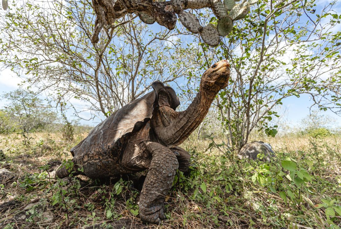 Galapagos giant tortoise walking along gravel path Throw Pillow by Ndp -  Fine Art America