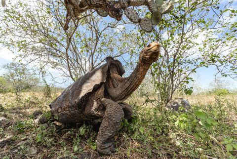In the 1960s, there were only 15 giant tortoises left on the Galapagos Island of Española.