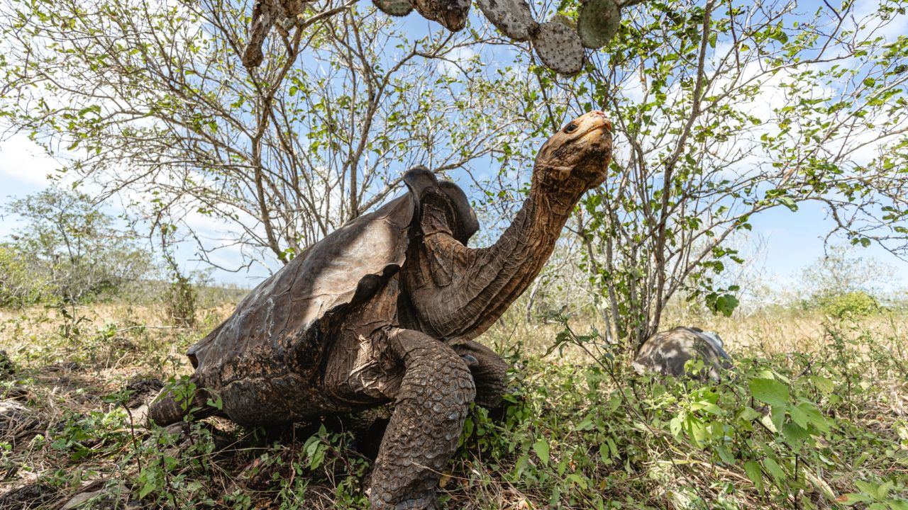 galapagos diego tortoise