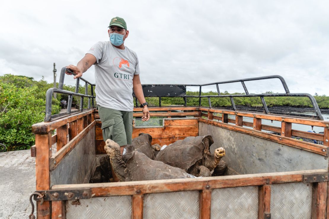 The 15 giant tortoises returned to Espa?ola Island in mid-June saved their species from extinction.