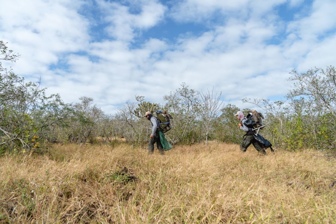 The giant tortoises were carried to Las Tunas, where there's a large number of Opuntia cacti, or prickly pears.