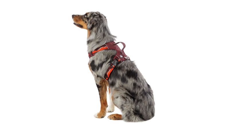 Dog lift harness store petsmart