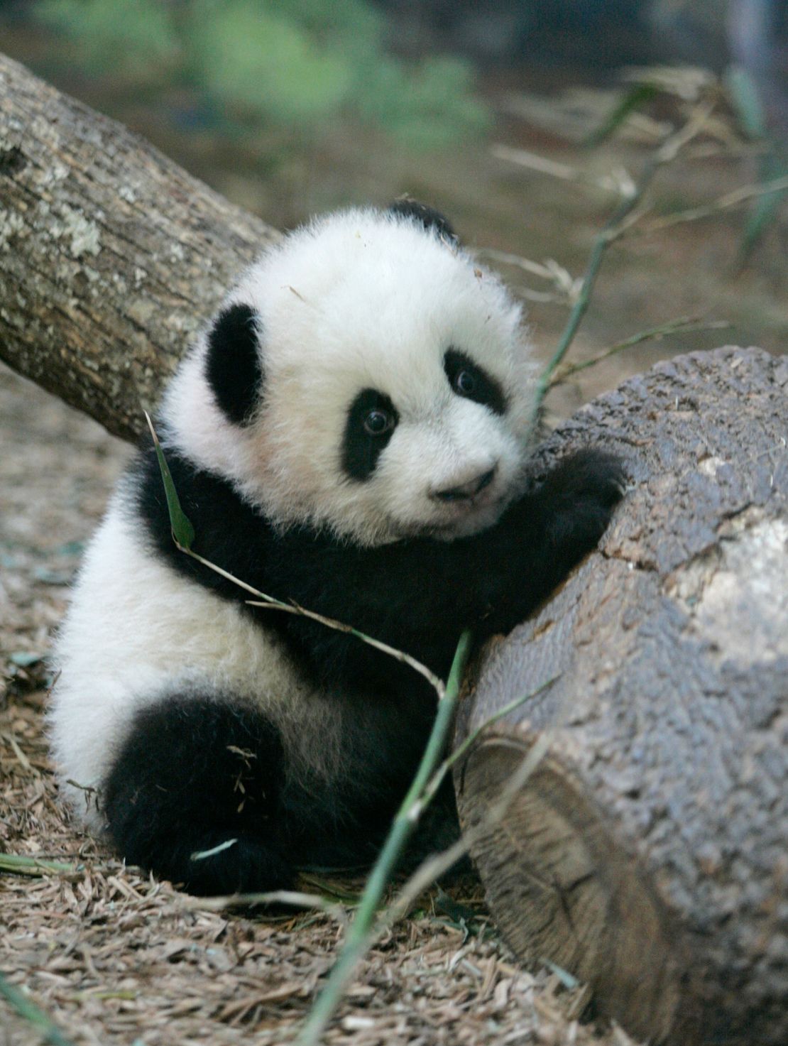 Zoo Atlanta’s Giant Pandas Will Be Sent To China Later This Year 