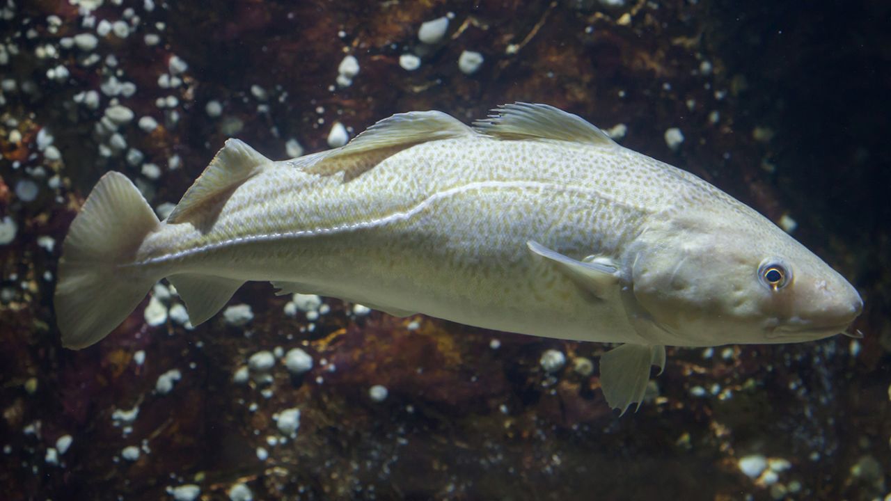 Atlantic cod, one of the most commerically important fish species in the US, could be threatened by warming water temperatures, the authors of a new study have found.