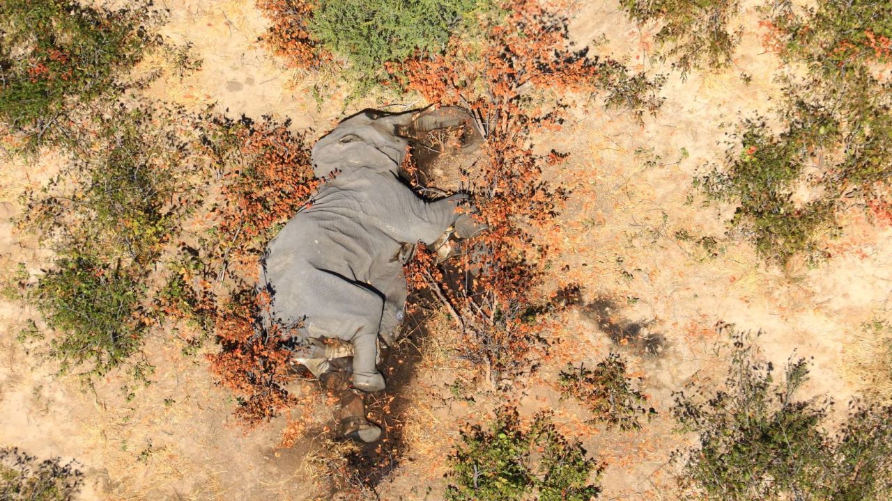 Images obtained by CNN show many of the elephants lying "flat on their faces."