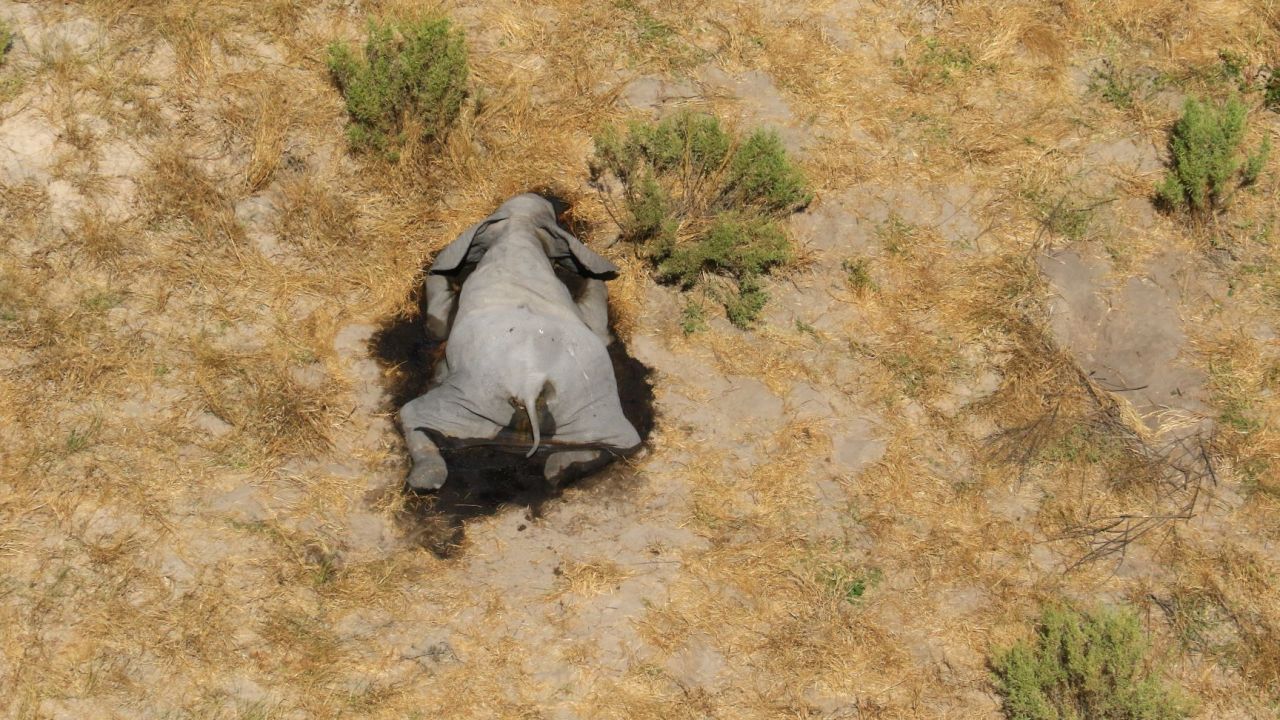 RESTRICTED 04 botswana elephants death
