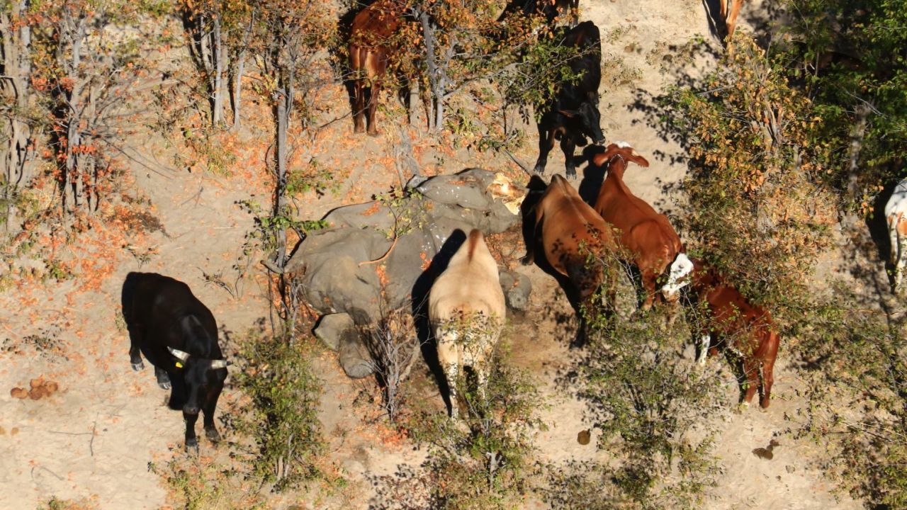 RESTRICTED 05 botswana elephants death