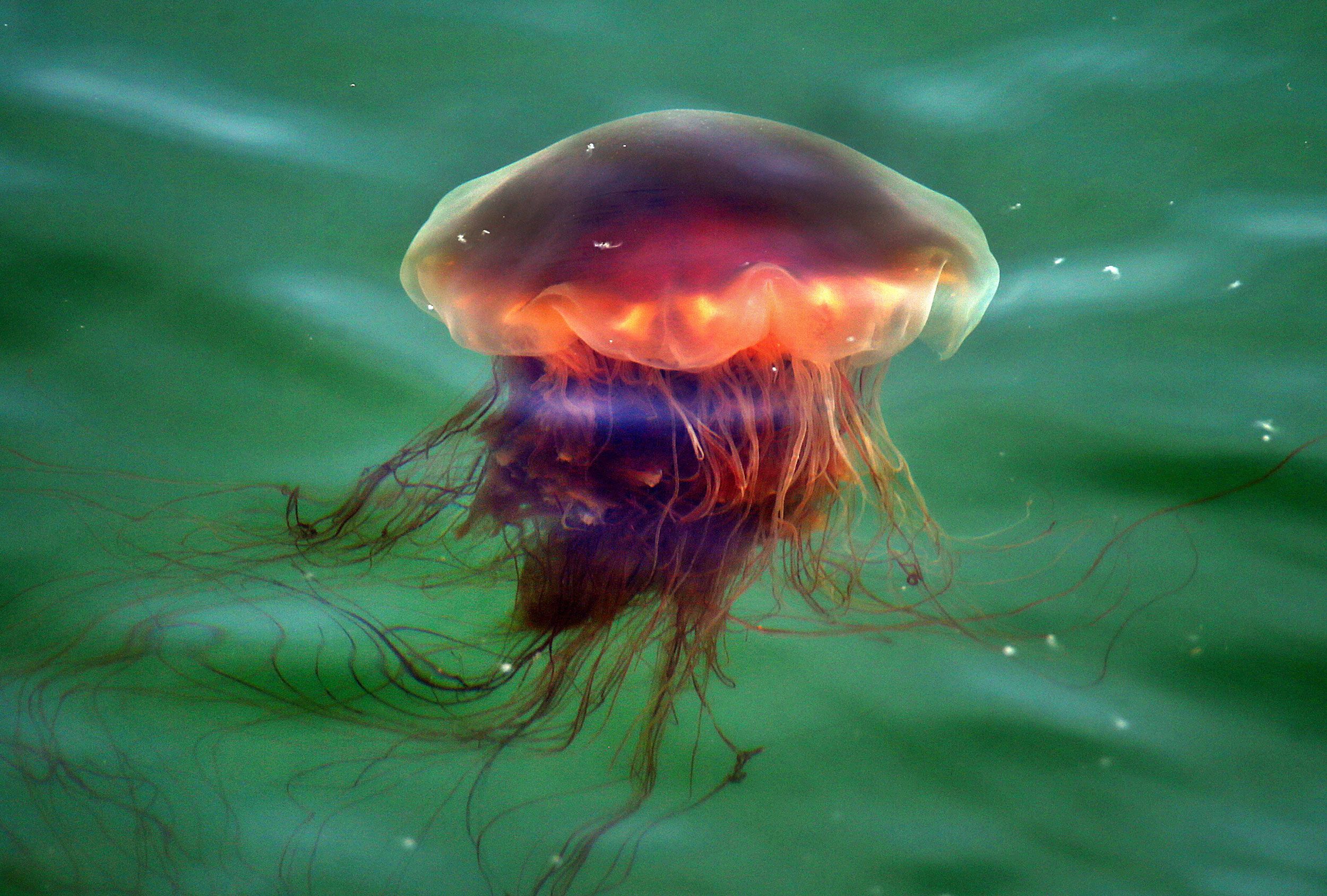 lion jellyfish