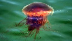 SCITUATE, MA - JUNE 25: A foot-wide Lion's Mane jellyfish floats in the water of Scituate Harbor as it passed in the current of high tide at Veteran's Memorial Bridge in Scituate, MA on June 25, 2020. An invasion of LIon's Mane jellyfish has occurred in recent weeks along the South Shore, even spotted as far north as Maine and south to Cape Cod. (Photo by John Tlumacki/The Boston Globe via Getty Images)