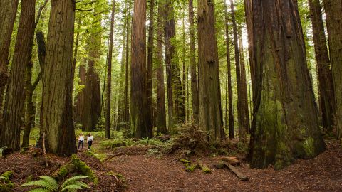 Humboldt Redwoods State Park