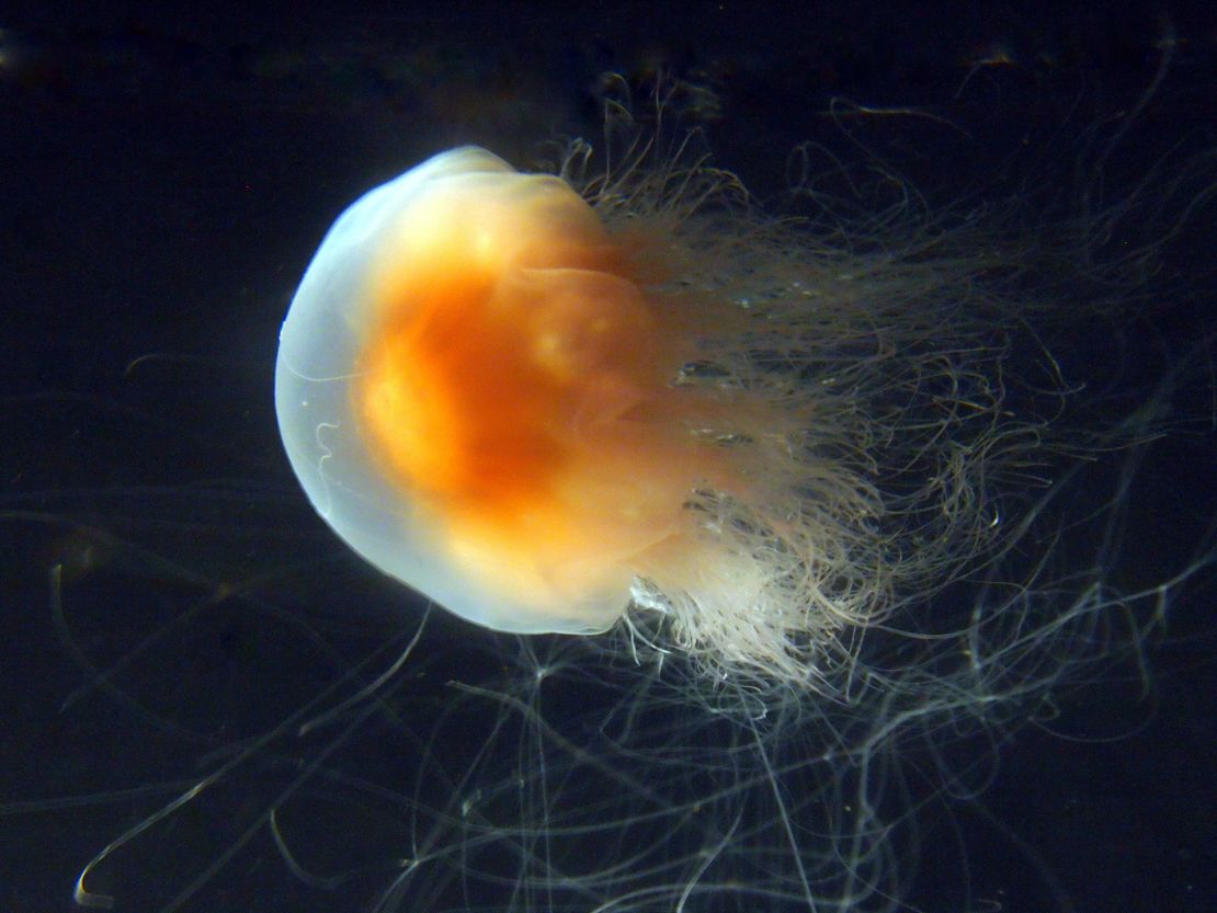 Lion's Mane jellyfish tend to populate deeper waters, but their large numbers make them more dangerous. If you can see them when swimming, then, says Steve Spina with the New England Aquarium, "It's probably not a good idea to be in that water."