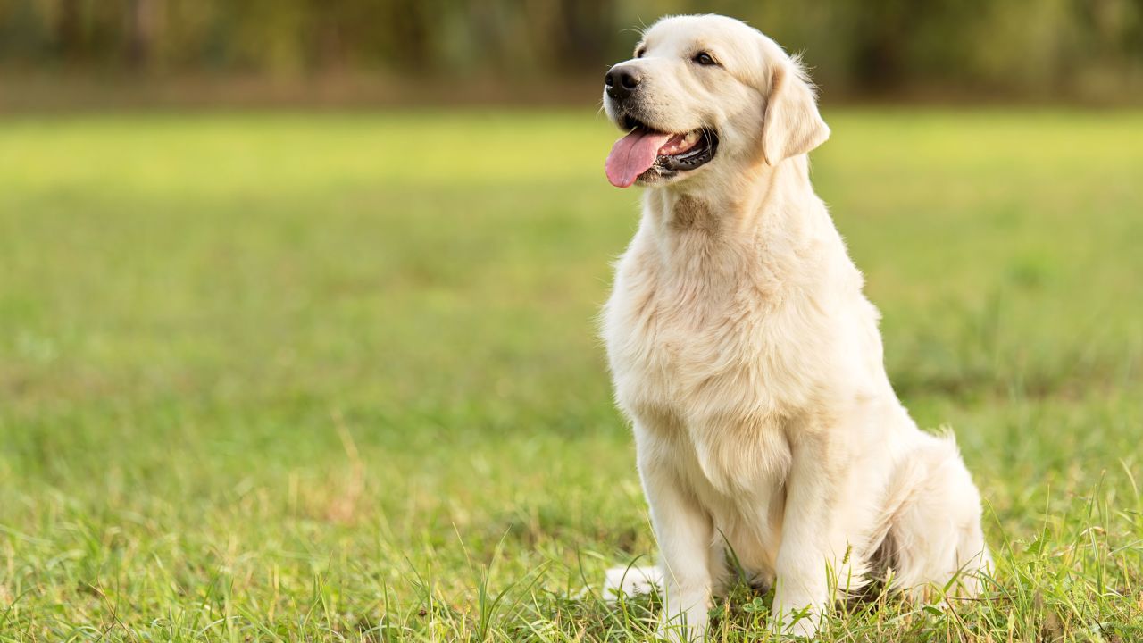 labrador retriever STOCK