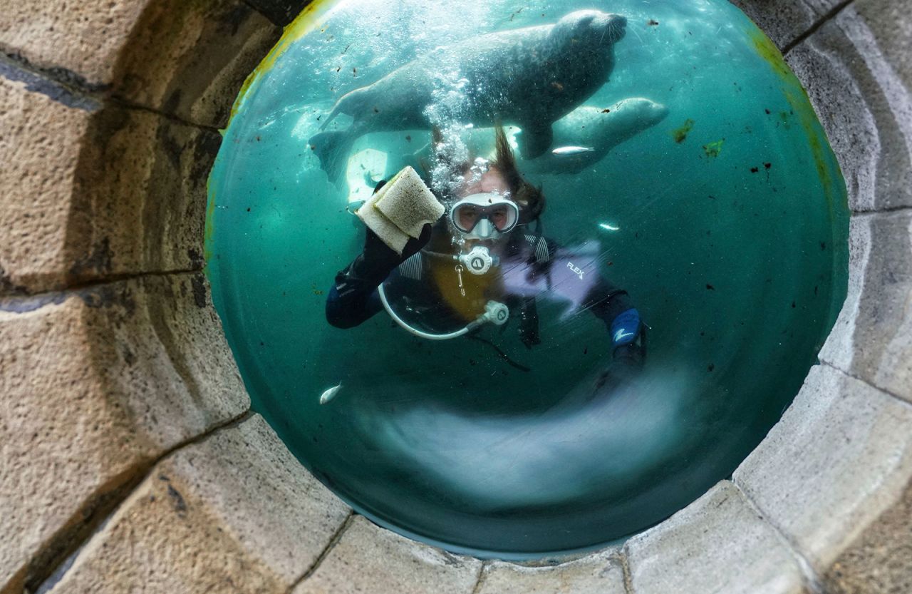 A diver cleans the inside window of the seal tank at the Tynemouth Aquarium in northeast England on July 2. The aquarium was getting set to reopen.