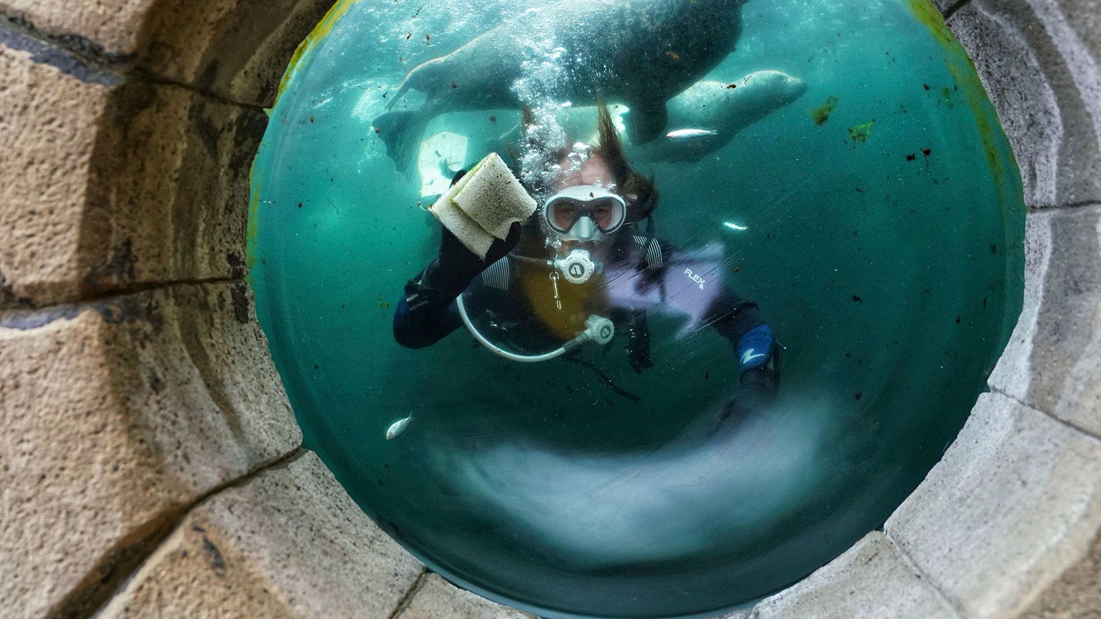 A diver cleans the inside window of the seal tank at the Tynemouth Aquarium in northeast England on July 2. The aquarium was getting set to reopen.