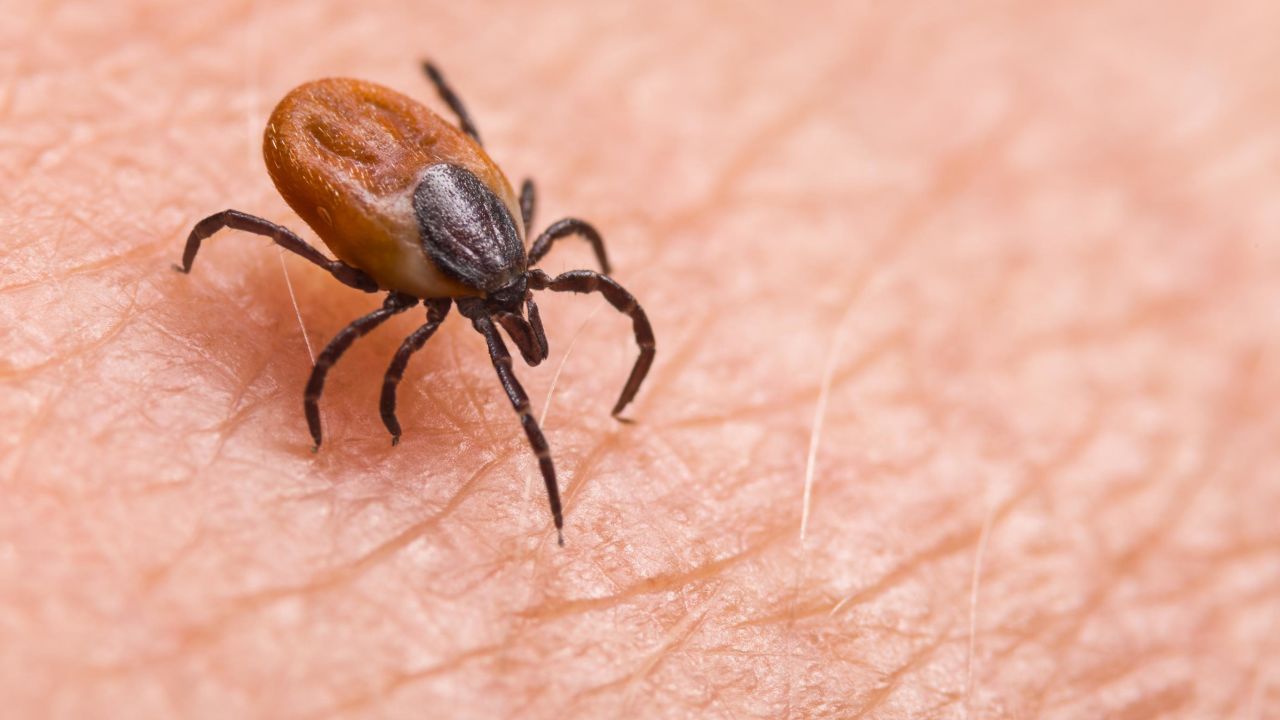 Powassan virus is spread to people by the bite of an infected tick, according to the CDC.