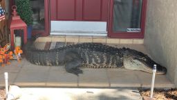 02 alligator florida doorstep missing limbs trnd