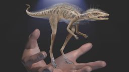 Life restoration of Kongonaphon kely, a newly described reptile near the ancestry of dinosaurs and pterosaurs, shown to scale with human hands. The fossils of Kongonaphon were found in Triassic (~237 million years ago) rocks in southwestern Madagascar and demonstrate the existence of remarkably small animals along the dinosaurian stem.