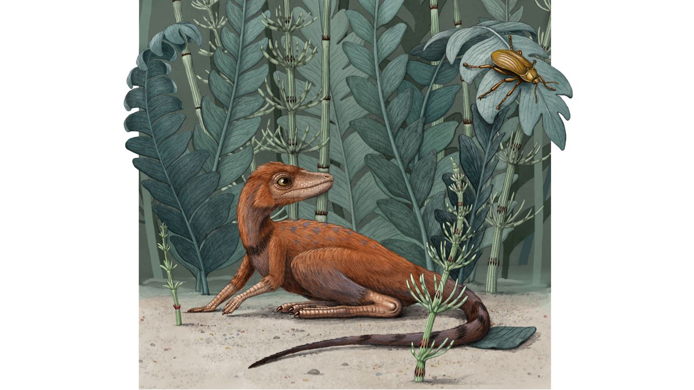 This illustration shows Kongonaphon kely, a newly described reptile that was an early ancestor of dinosaurs and pterosaurs. The fossil was found in Madagascar. It lived about 237 million years ago.