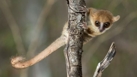 Madame Berthe's mouse lemur, the world's smallest primate, lives in Madagascar.