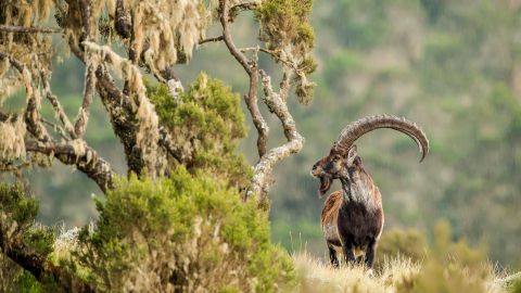 The Walia ibex is endemic to Ethiopia and lives in the Simien Mountains. It's a rare case of a species having its prospects upgraded in the latest IUCN update.