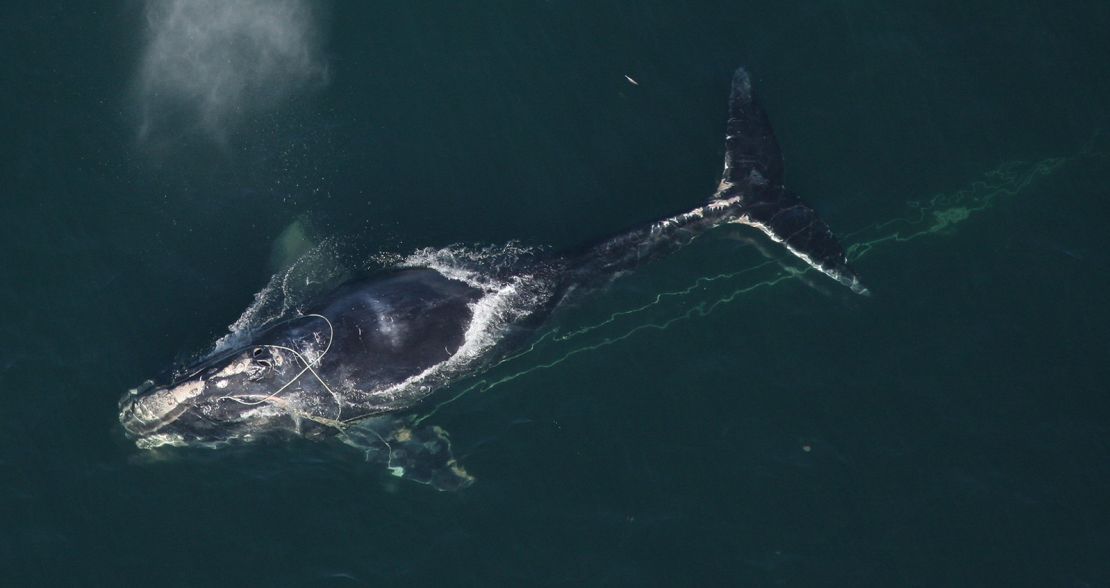 A North Atlantic right whale swims with a fishing net tangled around her head December 30, 2010 off the coast off Daytona Beach, Florida. 