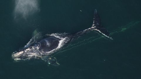 A North Atlantic right whale swims with a fishing net tangled around her head December 30, 2010 off the coast off Daytona Beach, Florida.