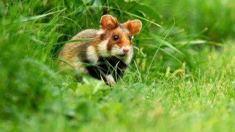 A European hamster sitting in a meadow in Austria. The species is now critically endangered according to the International Union for Conservation of Nature.