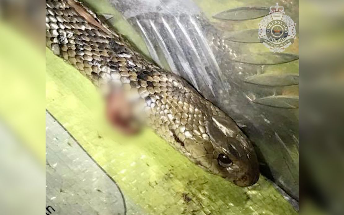 The Eastern brown snake that Jimmy killed, photographed in the back of his truck in Queensland, Australia.