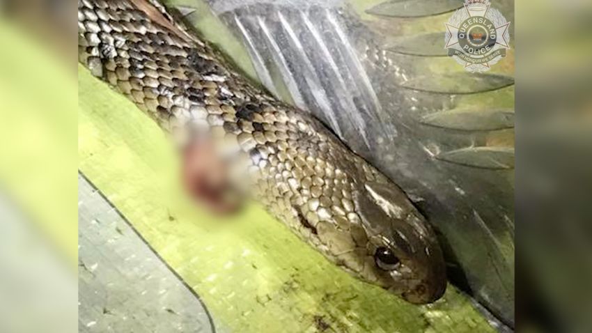 The Eastern brown snake that Jimmy fought and killed in his truck on June 15 in Queensland, Australia.