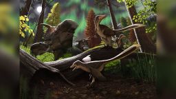 Original artwork from scientific illustrator Andrey Atuchin depicting a riparian environment in the Prince Creek Formation, with a juvenile dromaeosaurid on the branch close to an adult, while a subadult (foreground) stalks a marsupial mouse (Unnuakomys hutchisoni). Individuals of the ceratopsid Pachyrhinosaurus perotorum rest in the background.