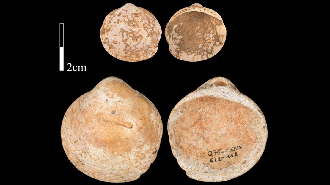 Shells from Qafzeh Cave on which use-wear was studied.