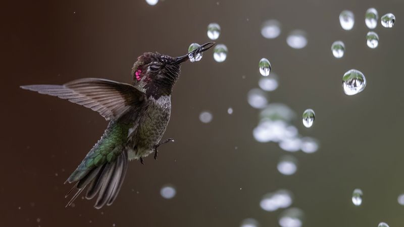 Audubon Photography Award Winners Show Birds At Their Best | CNN