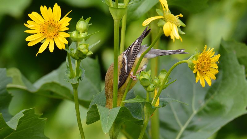 Audubon Photography Award Winners Show Birds At Their Best | CNN