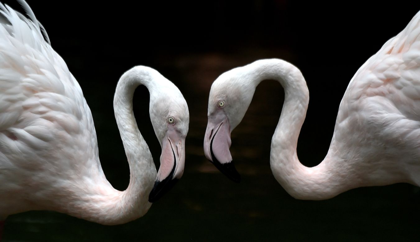 Flamingos stand together at the Hellabrunn Zoo in Munich, Germany, on Wednesday, July 8.