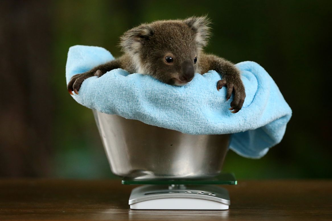 Jasper, an 8-month-old koala, is weighed at the Wild Life Sydney Zoo on Wednesday, July 8.